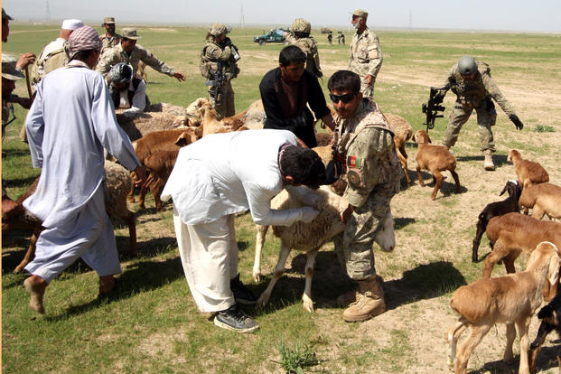 Members of the Afghan National Civil Order Police help with the inoculation of sheep and goats. (DoD photo/William Humes)