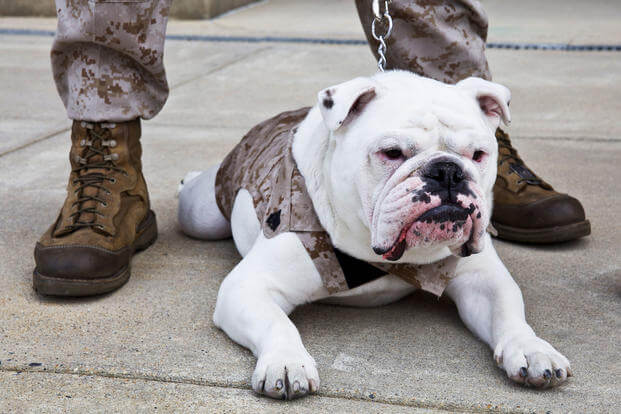 The outgoing Marine Corps mascot, Sgt. Chesty XIII, lays on the ground following the Eagle Globe and Anchor pinning ceremony for Private First Class Chesty XIV, incoming Marine Corps mascot, at Marine Barracks Washington in Washington, D.C., April 8, 2013. (U.S. Marine Corps/Mallory S. VanderSchans)