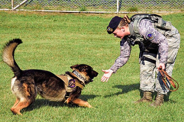 U.S. Air Force Senior Airman Alyssa Stamps plays with her dog, Elvis, at Misawa Air Base, Japan. (U.S. Air Force/A1C Jordyn Fetter)