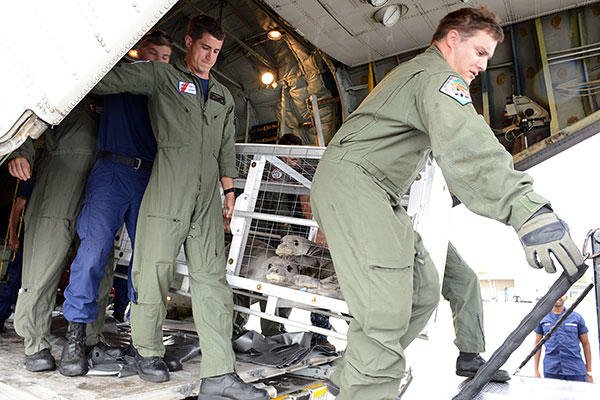 Crew members from Coast Guard Air Station Barbers Point offload two rehabilitated Hawaiian monk seals from an HC-130 Hercules airplane. (U.S. Coast Guard/PO2 Tara Molle)