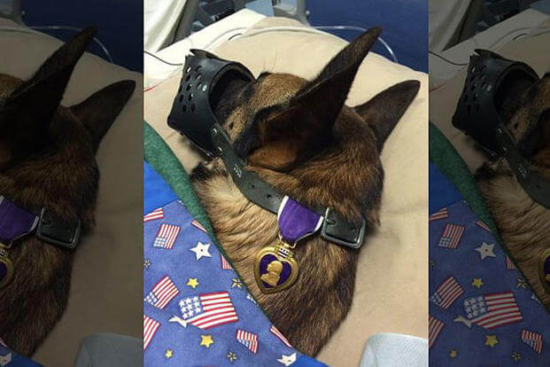 This photograph of military dog Rocky with his Purple heart in a hospital room has gone viral. (89th Military Police Brigade)