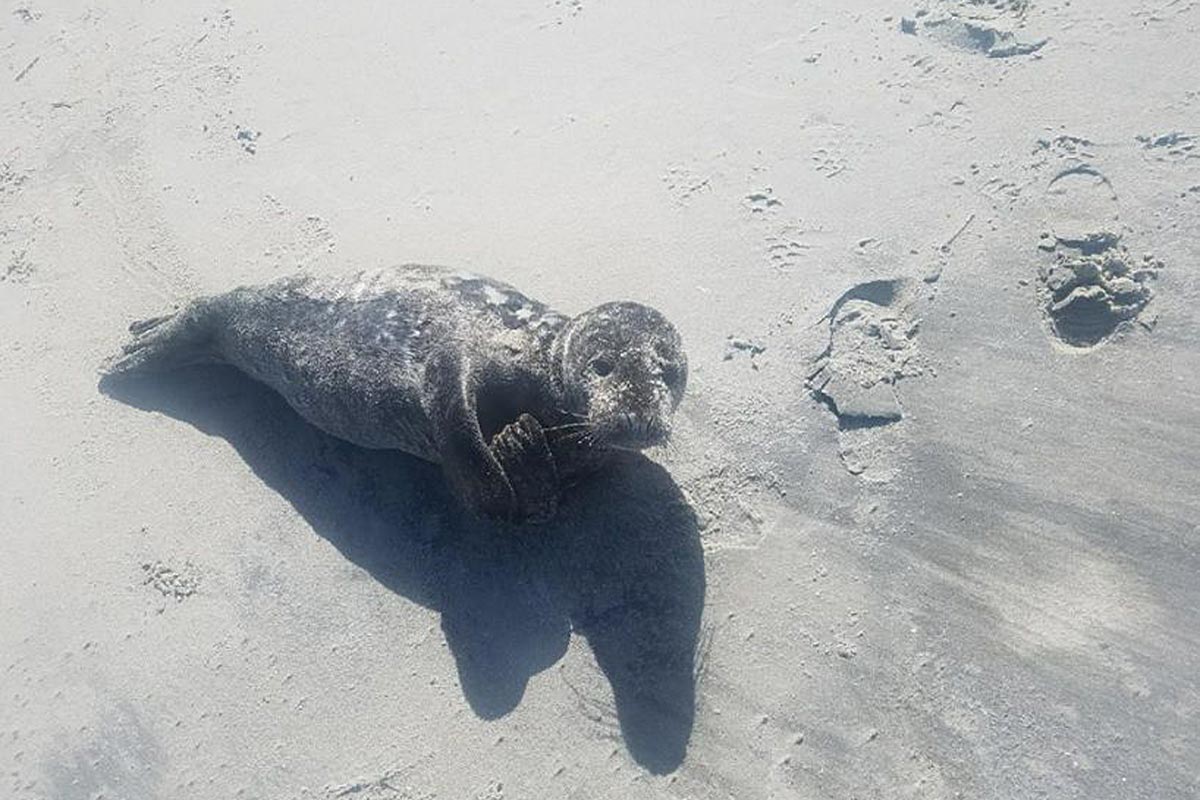 Coast Guard Rescues Stranded Baby Seal on Jersey Shore Beach