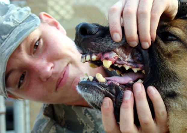 do military dogs have titanium teeth