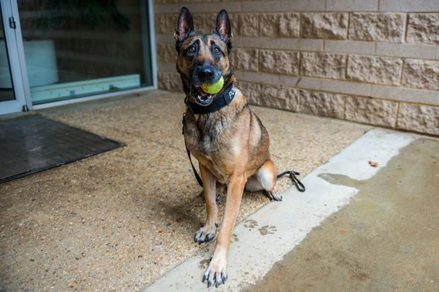 Reisja, a 7-year-old Belgian Malinois from the Department of Defense (DoD) K-9 Unit, participates in training exercises at Arlington National Cemetery (ANC), Arlington, Virginia, March 1, 2018. (U.S. Army/Elizabeth Fraser)
