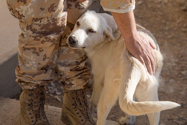 Erby the dog plays with Coalition soldiers in the Kurdistan Training Coordination Center (KTCC), in a Peshmerga Camp near Erbil, Iraq, Oct. 19, 2017. (U.S. Army photo by Sgt. Tracy McKithern)