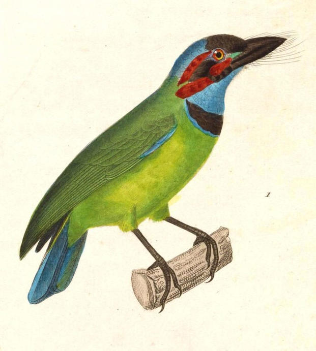 The Blue Eared Barbet, a jungle bird whose song sounds like "Re-Up."