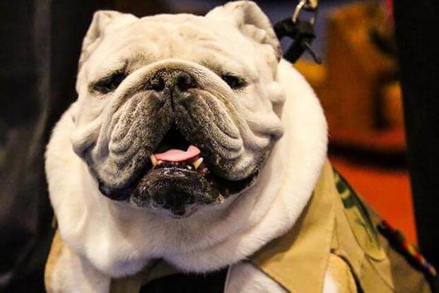 Marine Corps' mascot, Chesty XIV, retired from service Friday, August 24, 2018. (U.S. Marine Corps/Cpl. Damon Mclean)