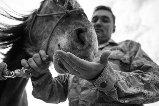 U.S. Air Force Staff Sgt. Cody Wisley, 83rd Network Operations Squadron boundary protection supervisor, feeds his horse, Steel, at Joint Base Langley-Eustis, Virginia. Wisley visits Steel as often as he can because Steel helps relieve stress when Wisley hangs out and works with him. (U.S. Air Force/Areca T. Bell)