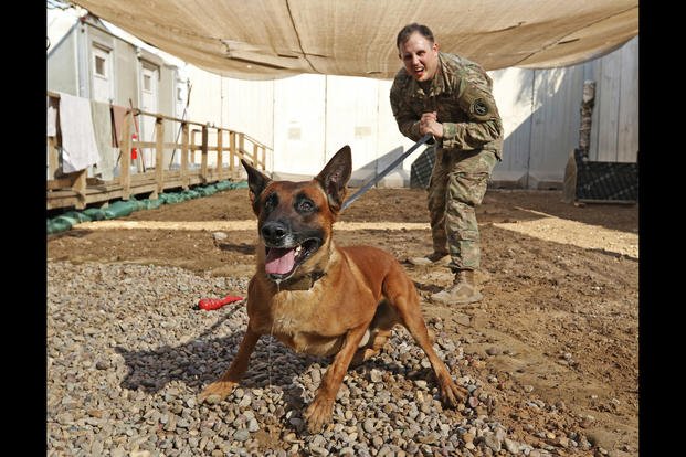 military dogs in combat