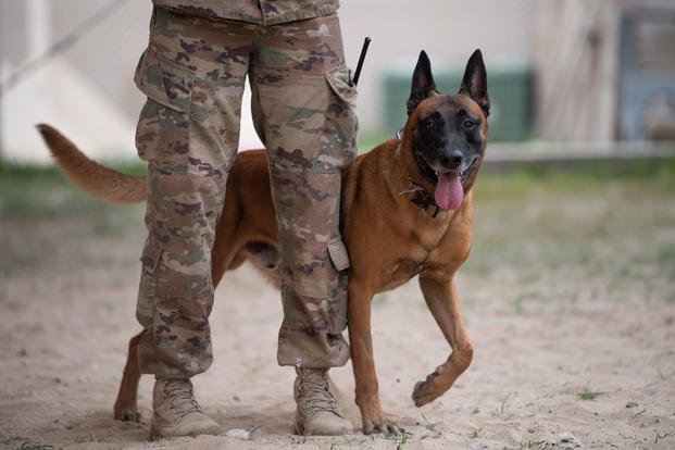 Military Working Dog LLoren, a patrol and explosive detector dog, stands by his handler Staff Sgt. Samantha Gassner. 386th Expeditionary Security Forces Squadron, during an MWD Expo at an undisclosed location in Southwest Asia. (U.S. Air Force/Robert Cloys)