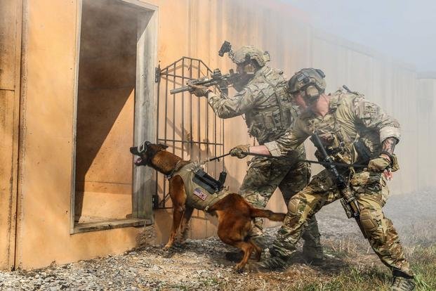 Military Working Dog with Green Berets and Special Forces