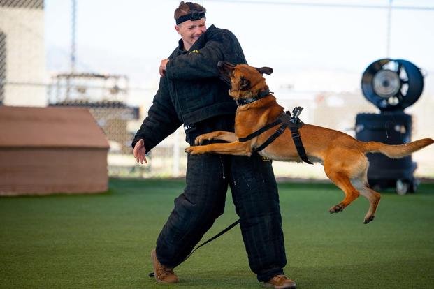 Military Working Dog handler with protective suit