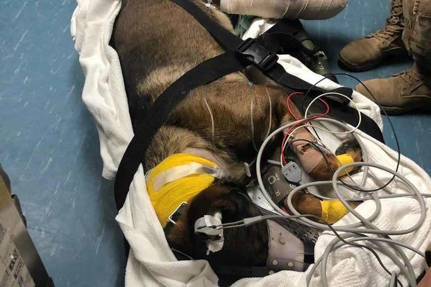 Military Working Dog Kuno treated for injuries.