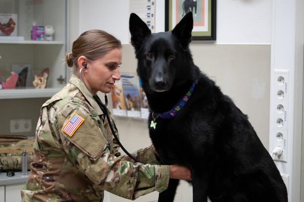 7 Things to Know About Being a Military Veterinarian 