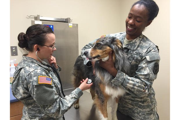 7 Things to Know About Being a Military Veterinarian | Military.com