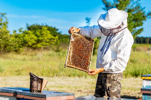beekeeper examining bee hives