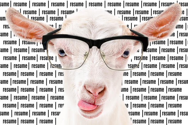 goat with glasses
