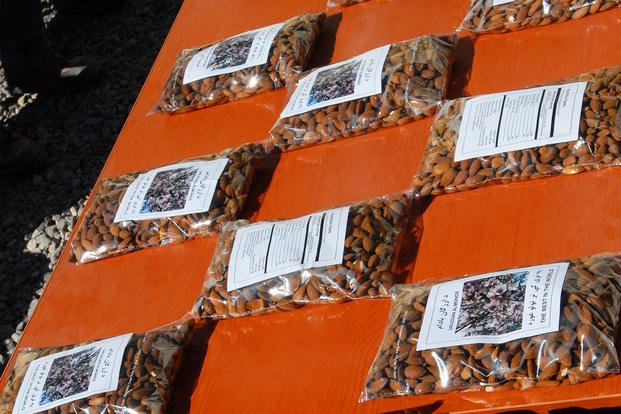 Locally grown almonds are displayed during a press conference in Tarinkot, Afghanistan.