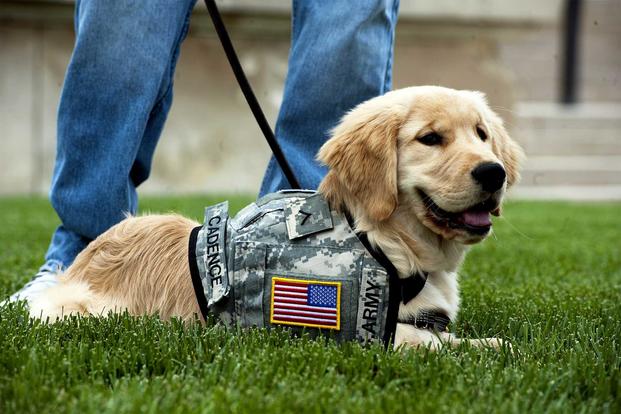 how many hours of training does a service dog need