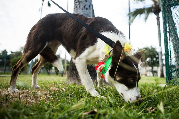 can i bring my dog to hawaii with me