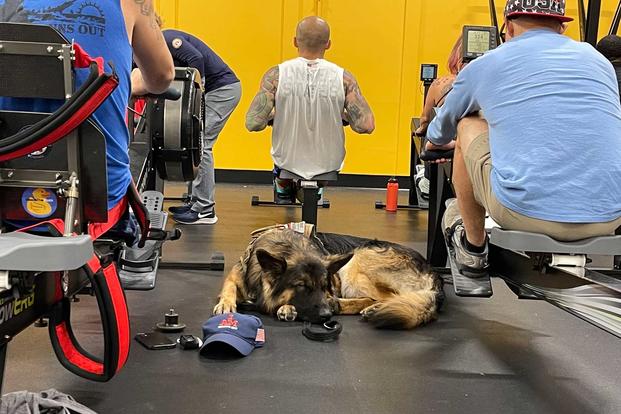 A veteran's service dog rests as they train for the Invictus Games.