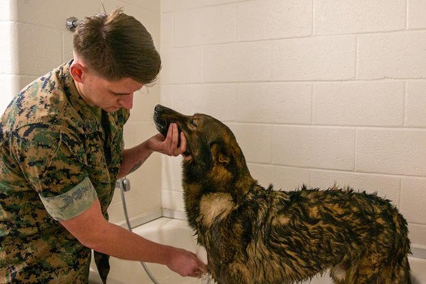U.S. Marine Corps Lance Cpl. Thomas C. Kinser, military working dog handler, Provost Marshal Office, Security Battalion, gives his military working dog Faro a bath on Marine Corps Base Quantico, Virginia.