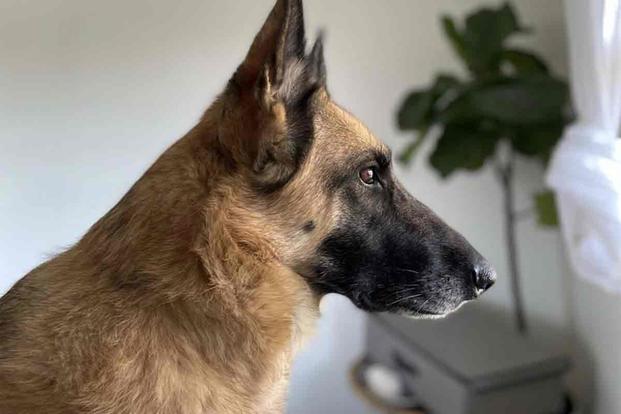 An ‘Ambassador for All Service Dogs,’ German Shepherd Leaves a Legacy for Veterans with PTSD