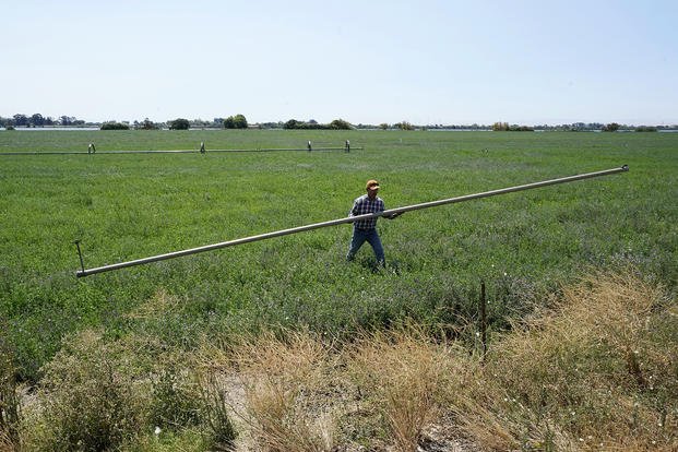 Walter Fernandez moves irrigation pipes on an alfalfa field in Rio Vista, Calif.