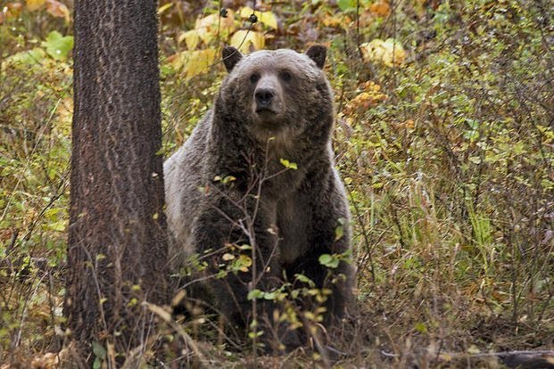 Grizzly bear spotted near Camas, in northwestern Montana