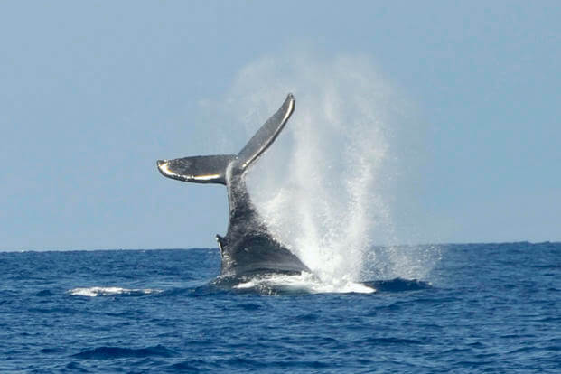 A humpback whale is seen breaching as U.S. Coast Guard crewmembers from Station Maui patrol the area.