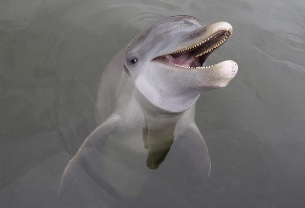 Army Corps of Engineers Failed to Protect Dolphins in Spillway Openings, Lawsuit Alleges