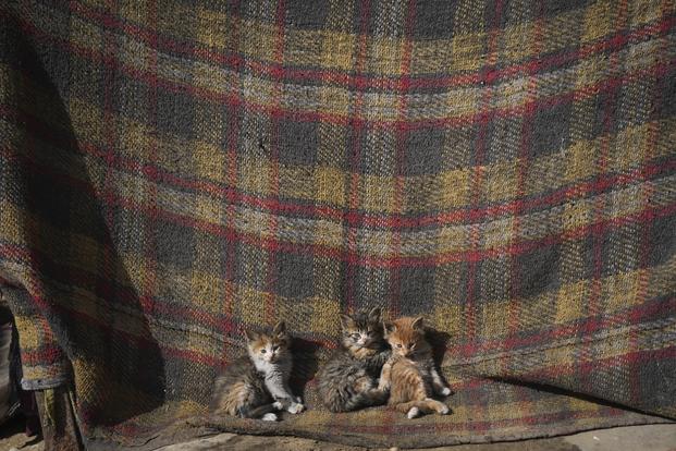 Three kittens sit outside a tent in a camp for internally displaced Palestinians at the beachfront in Deir al-Balah