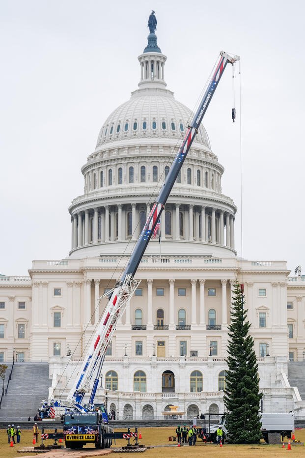 Capitol Christmas Tree