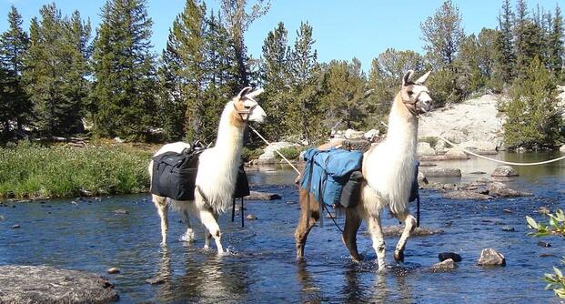 Wyoming Navy Veteran Donates Llama Ranch as Sanctuary for Veterans