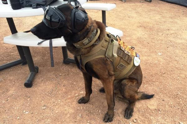 Arkos, a 4-year-old Belgian Malinois service dog, donned ear- and eye-pro Jan. 18, 2016, at SHOT Show's range day. (Photo by Brendan McGarry/Military.com)