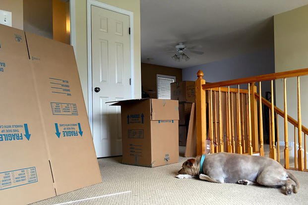 moving boxes and dog