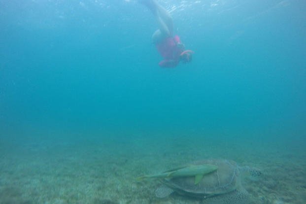 Kendall Gomber snorkels above a sea turtle and a remora in Virgin Islands National Park on St. John, U.S. Virgin Islands. (Photo:  Courtesy of John Gomber.)