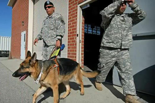 The Seeing Eye organization of New Jersey has provided blind veterans with guide dogs at no cost for more than 60 years. (Photo courtesy of The Seeing Eye)