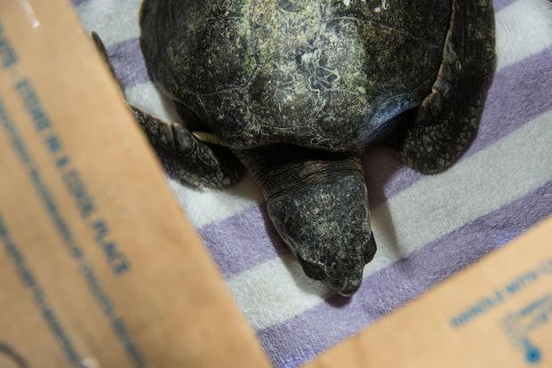 A cold-stunned Kemp's ridley turtle sits in a warm box before his flight to Florida at Marshfield Airport, Thursday, Jan. 7, 2016. (U.S. Coast Guard photo by Petty Officer 3rd Class Ross Ruddell)