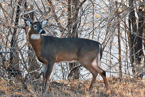Whitetail Deer in Woods