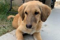 Sox the puppy was rescued from concertina wire last year in a forward operating base in Afghanistan. (Guardians of Rescue)