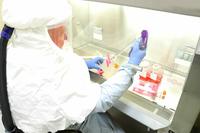 A research microbiologist harvests samples of coronavirus at Fort Detrick, Md.