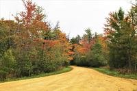 fall colors on trees