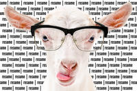 goat with glasses