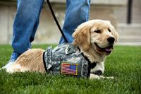 Cadence, a four-month-old service dog-in-training.