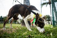 A dog sniffs the ground in Hawaii.