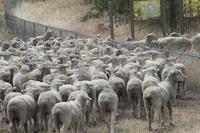 Sheep pass through a fence line at Travis Air Force Base.