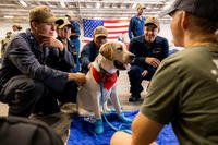 U.S. Navy sailors hang out with a Mutts with a Mission service dog aboard the USS George Washington