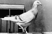 An American Signal Corps pigeon struts before his quarters at Tebessa, Algeria, on May 13, 1943, after flying from Gafsa, Tunisia, with the message that reported that U.S. troops had stormed and taken Gafsa. 