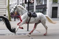 A white horse on the loose bolt through the streets of London